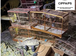 Operação da CIPPA/PS resulta em prisão de caçador e resgate de animais silvestres em Mundo Novo, Eunápolis