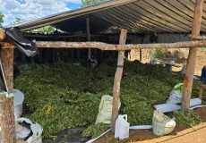 Operação Deméter erradica plantação com cerca de 180 mil pés de maconha na Bahia