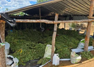 Operação Deméter erradica plantação com cerca de 180 mil pés de maconha na Bahia