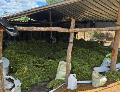 Operação Deméter erradica plantação com cerca de 180 mil pés de maconha na Bahia