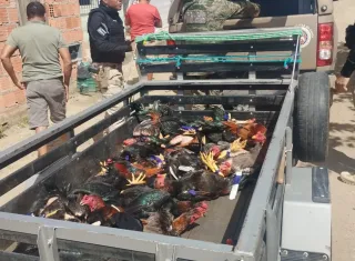 Operação “Fauna Protegida” combate crimes ambientais em São João do Paraíso