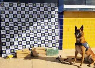 Operação Lábaro: PRF apreende drogas em veículo de passageiros na BR 116
