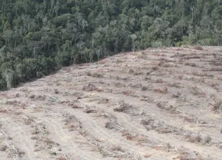 Operação Mata Atlântica em Pé 2024 detecta mais de 500 hectares de áreas desmatadas na Bahia