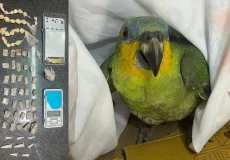 Operação policial apreende drogas e resgata papagaio vítima de maus-tratos em Eunápolis