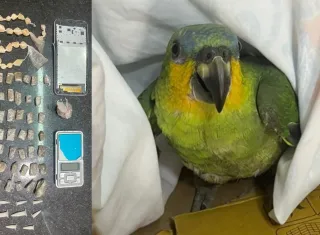 Operação policial apreende drogas e resgata papagaio vítima de maus-tratos em Eunápolis