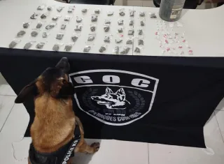 Operação Policial com cão farejador resulta em apreensão de drogas e prisão em Itabatã