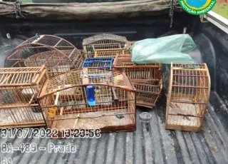 Operação realizada pelo ICMBio e CIPPA/PS apreende 36 armas de fogo e resgata 49 aves silvestres e um porco queixada criados em cativeiro ilegal no município do Prado