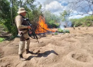 Operação Terra limpa erradica mais de meio milhão de pés de maconha