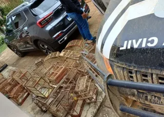 Operação Voo Livre: PRF e Polícia Civil combatem tráfico de animais silvestres na Bahia