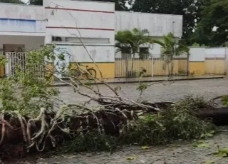 Palmeira de 23 metros cai durante temporal e quase provoca acidente em Juerana