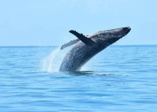 Paraíso berçário de baleias na Bahia busca título de Patrimônio Mundial Natural da Unesco