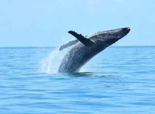 Paraíso berçário de baleias na Bahia busca título de Patrimônio Mundial Natural da Unesco