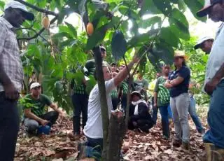 Participantes do Projeto Cacau Sustentável aprendem sobre manejo da planta