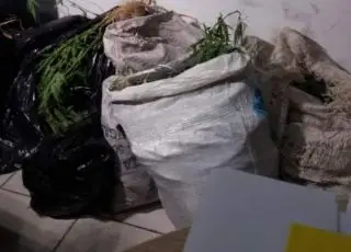 Pastores são presos por cultivar maconha em terreno da Igreja