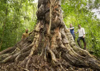 Pau-Brasil gigante e com proporções inéditas na história é encontrado em Itamaraju na Bahia