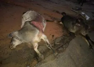 Perigo na estrada–Caçamba atropela vários bovinos na BA que liga Prado a Itamaraju