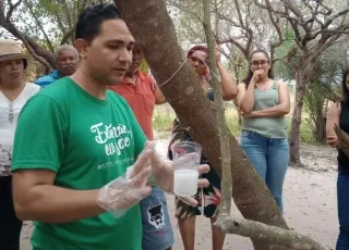 Pesquisador usa látex da mangabeira para desenvolver creme cicatrizante