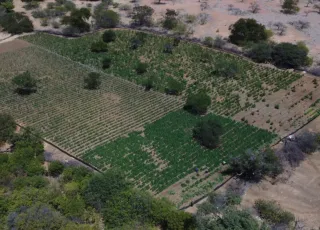 PF e SSP erradicam mais de 130 mil pés de maconha encontrados em cidades da BA e PE