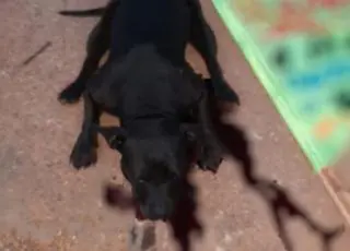 Pit bull mata criança de 2 anos e deixa o irmão dela ferido