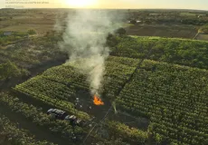 Plantação com cerca de 20 mil pés de maconha é erradicada na Bahia