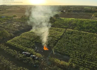 Plantação com cerca de 20 mil pés de maconha é erradicada na Bahia