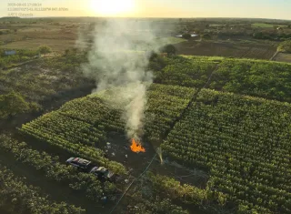 Plantação com cerca de 20 mil pés de maconha é erradicada na Bahia