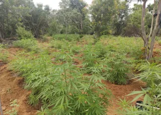 Plantação com mais de 15 mil pés de maconha é erradicada na Bahia