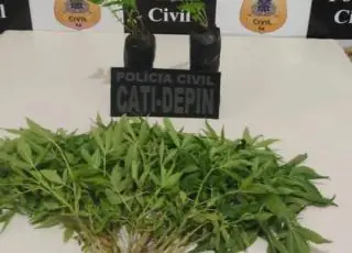 Plantação com mais de mil pés de maconha é erradicada