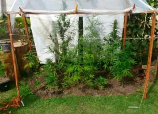 Plantação de maconha é descoberta no quintal de uma casa em  Santa Cruz de Cabrália