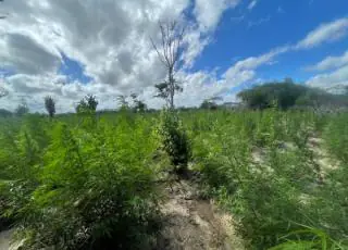 Plantio com mais de 85 mil pés é erradicado em ação conjunta