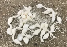 PM apreende 36 papelotes de cocaína em Teixeira de Freitas