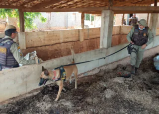 PM aprende 06 toneladas de maconha em bunkers na Bahia