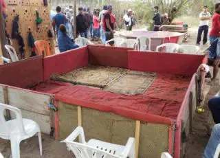 Homens são presos e mais de 50 animais são apreendidos pela polícia em rinha de galo em Teixeira
