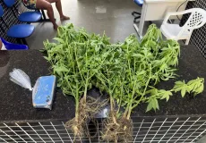 PMBA apreende pés de maconha em Itamaraju.