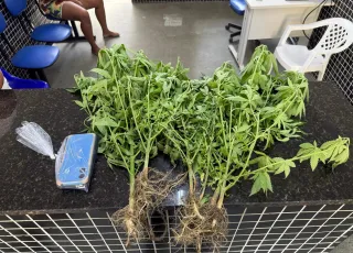 PMBA apreende pés de maconha em Itamaraju.