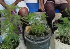 Polícia apreende pés de maconha e conduz dois idosos à delegacia, na Bahia