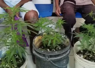 Polícia apreende pés de maconha e conduz dois idosos à delegacia, na Bahia
