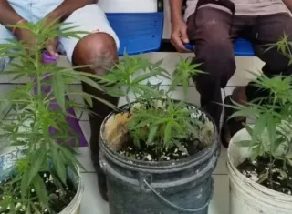 Polícia apreende pés de maconha e conduz dois idosos à delegacia, na Bahia