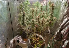 Polícia Civil  desarticula estufa de cultivo de maconha no bairro Sapirara, em Trancoso