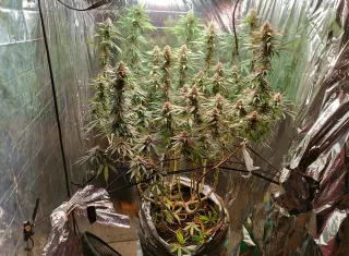  Polícia Civil  desarticula estufa de cultivo de maconha no bairro Sapirara, em Trancoso
