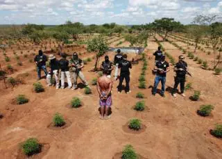Polícia Civil erradica plantação avaliada em R$ 32 milhões