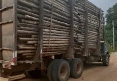 Polícia Civil recupera madeira furtada de empresa em Caravelas, criminosos fugiram