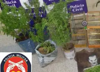 Polícia do Prado apreende drogas e animais silvestres em Cumuruxatiba