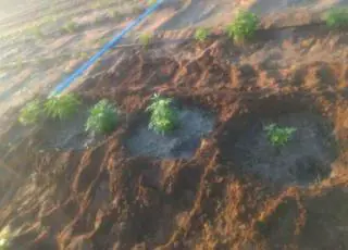 Polícia localiza plantação com 50 mil pés de maconha no interior da Bahia