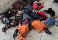 Polícia Militar prende nove pessoas por maus-tratos a animais em rinha de galos em Teixeira de Freitas