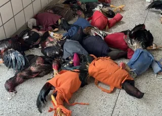 Polícia Militar prende nove pessoas por maus-tratos a animais em rinha de galos em Teixeira de Freitas
