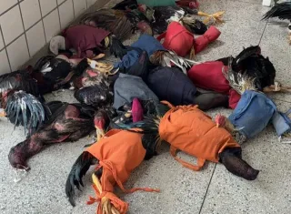 Polícia Militar prende nove pessoas por maus-tratos a animais em rinha de galos em Teixeira de Freitas