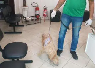 Polícia resgata cão que teve órgão genital cortado