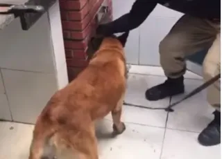 Policiais da 89ª CIPM se preparam para empregar cães especialmente treinados em suas operações