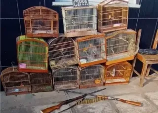 Policiais da CIPPA resgatam 11 pássaros e apreendem duas armas de fogo no município de Itororó.